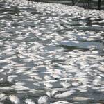 fishkill