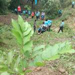 tree-planting-baras