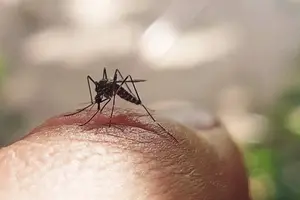Dengue cases sa Maynila, pumalo na sa 3,555